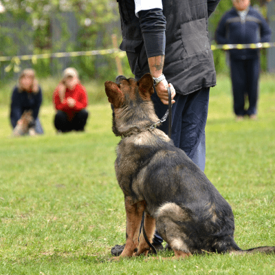 DOG TRAINING