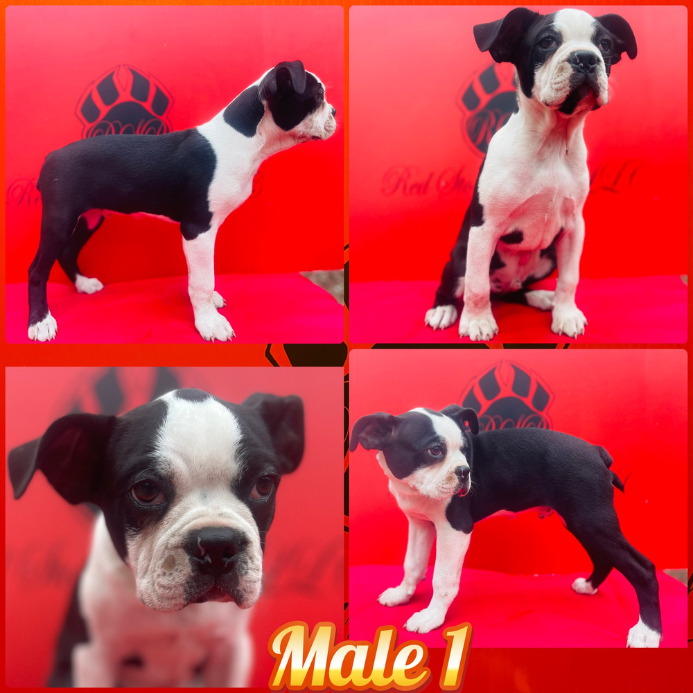Super Fluffy French Bulldog 01