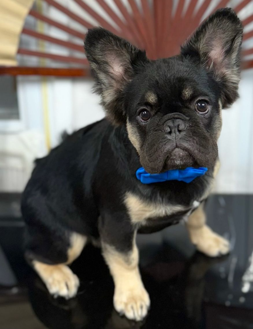 French Bulldog 06