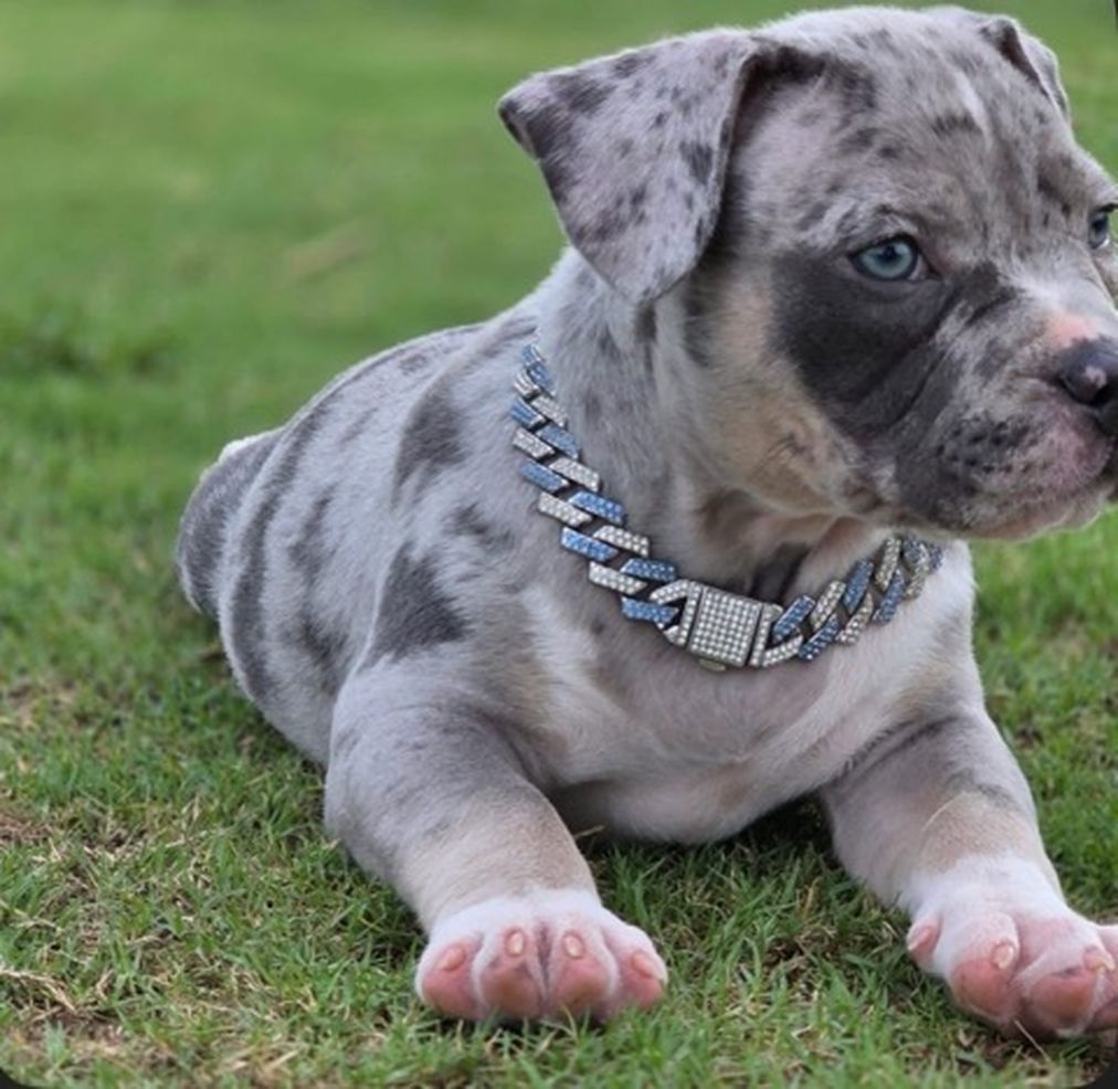 Blue Merle Puppy 11