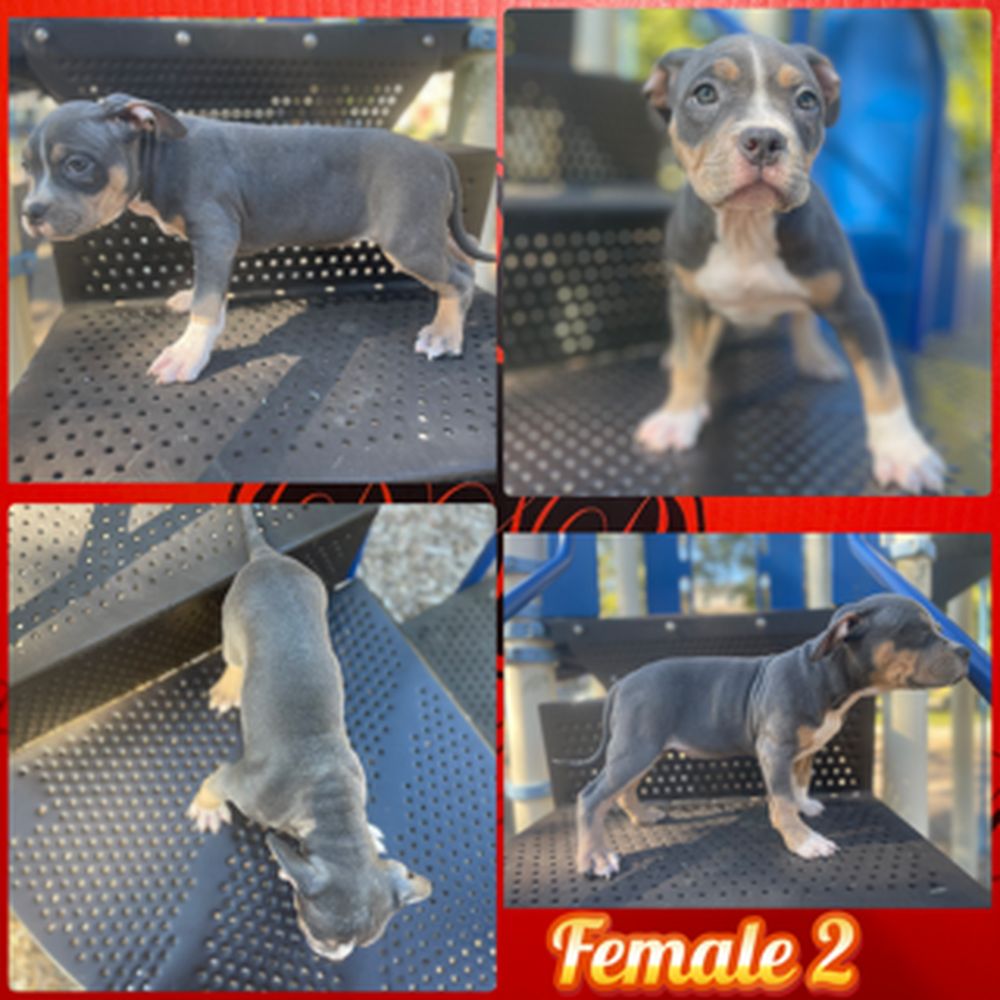 Blue Merle 03